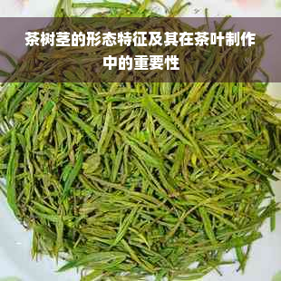 茶树茎的形态特征及其在茶叶制作中的重要性