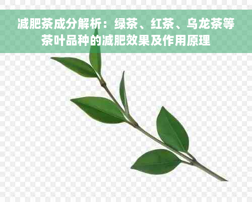 减肥茶成分解析：绿茶、红茶、乌龙茶等茶叶品种的减肥效果及作用原理