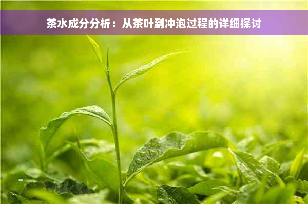 茶水成分分析：从茶叶到冲泡过程的详细探讨