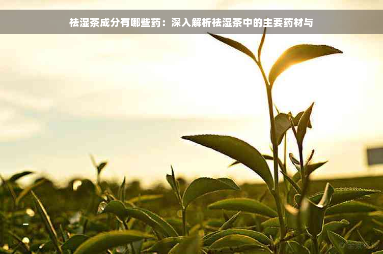 祛湿茶成分有哪些药：深入解析祛湿茶中的主要药材与