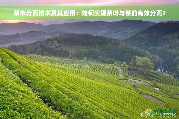 茶水分离技术及其应用：如何实现茶叶与茶的有效分离？