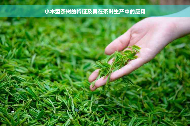 小木型茶树的特征及其在茶叶生产中的应用