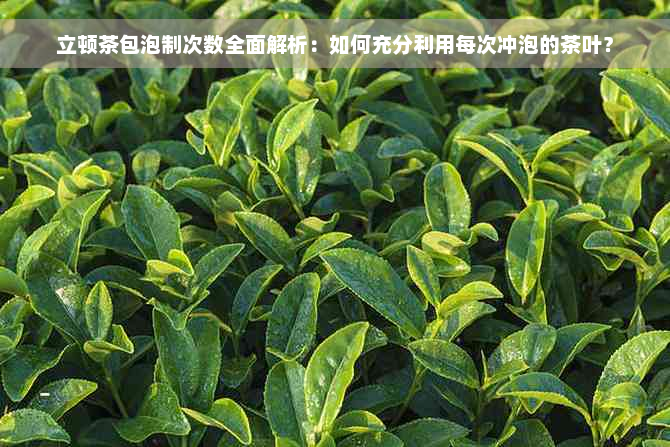 立顿茶包泡制次数全面解析：如何充分利用每次冲泡的茶叶？