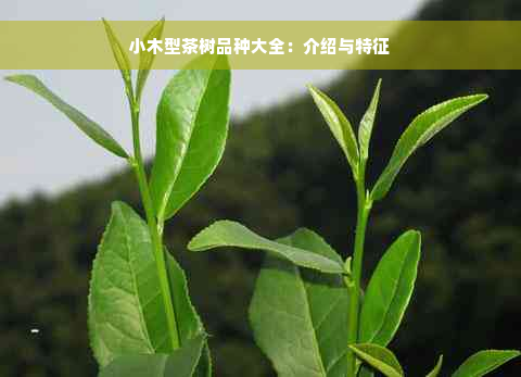 小木型茶树品种大全：介绍与特征