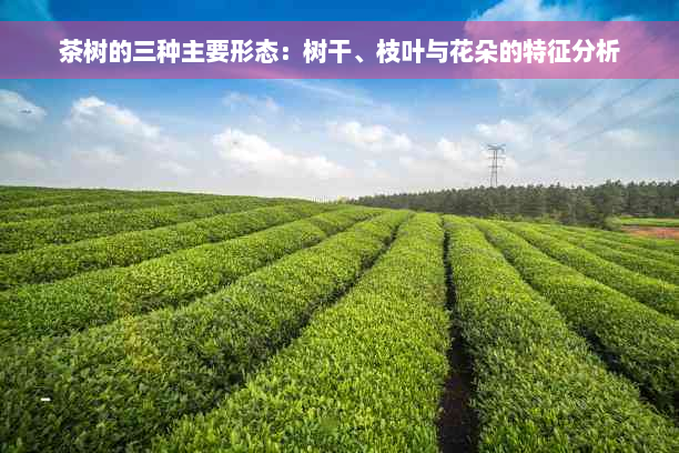 茶树的三种主要形态：树干、枝叶与花朵的特征分析