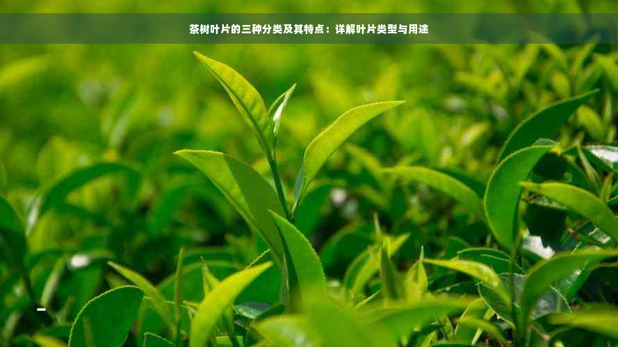 茶树叶片的三种分类及其特点：详解叶片类型与用途