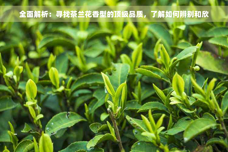 全面解析：寻找茶兰花香型的顶级品质，了解如何辨别和欣