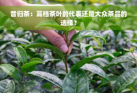 昔归茶：高档茶叶的代表还是大众茶品的选择？