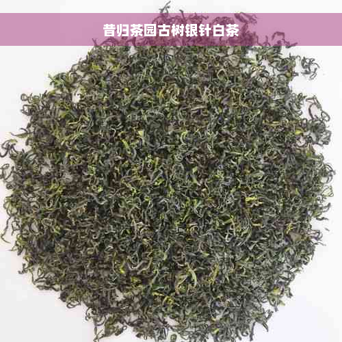 昔归茶园古树银针白茶