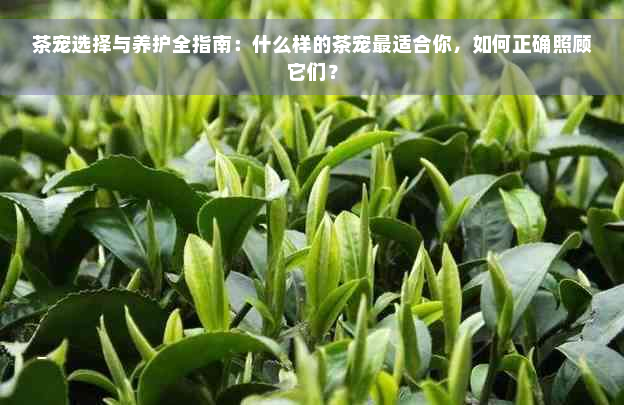 茶宠选择与养护全指南：什么样的茶宠最适合你，如何正确照顾它们？