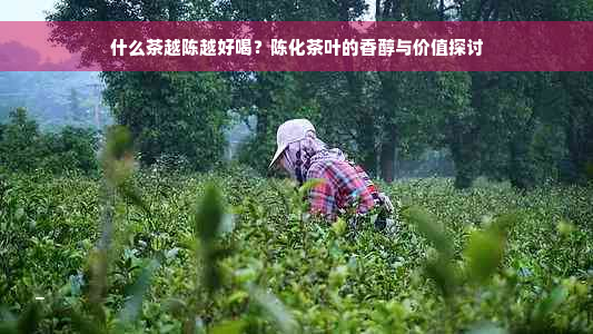 什么茶越陈越好喝？陈化茶叶的香醇与价值探讨