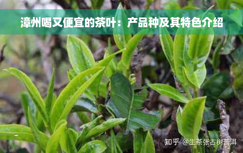 漳州喝又便宜的茶叶：产品种及其特色介绍