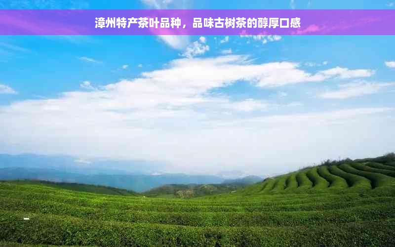 漳州特产茶叶品种，品味古树茶的醇厚口感