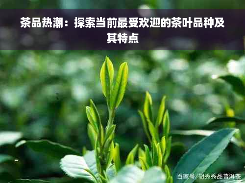 茶品热潮：探索当前更受欢迎的茶叶品种及其特点