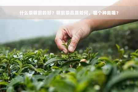 什么茶明前的好？明前茶品质如何，哪个种类喝？