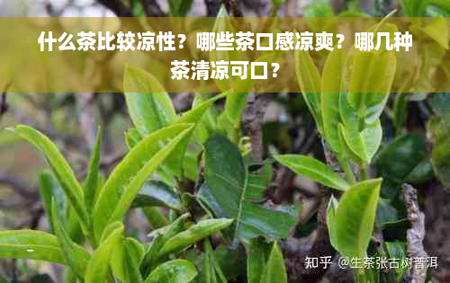 什么茶比较凉性？哪些茶口感凉爽？哪几种茶清凉可口？