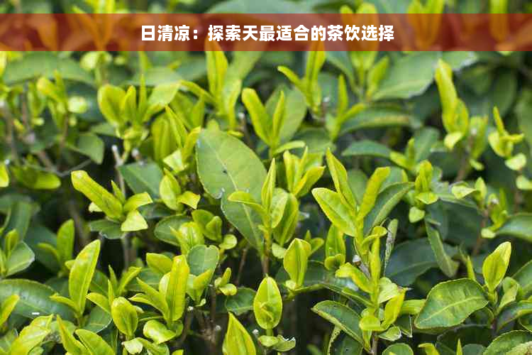 日清凉：探索天最适合的茶饮选择