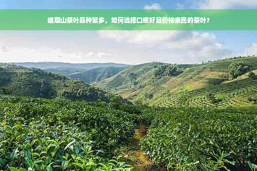 峨眉山茶叶品种繁多，如何选择口感好且价格亲民的茶叶？