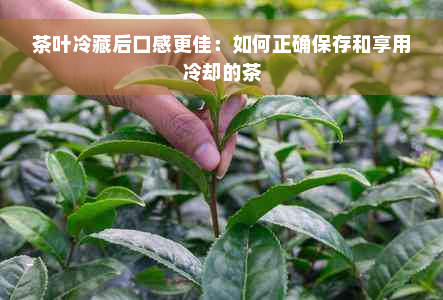 茶叶冷藏后口感更佳：如何正确保存和享用冷却的茶