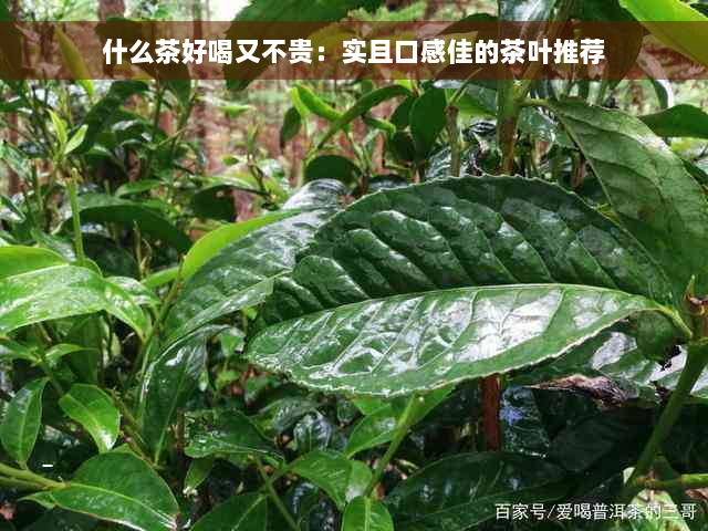 什么茶好喝又不贵：实且口感佳的茶叶推荐