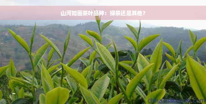 山河如画茶叶品种：绿茶还是其他？