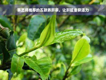 茶艺师推荐的五款养肝茶，让肝脏重获活力