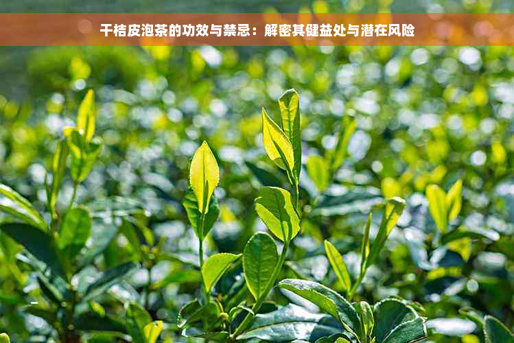 干桔皮泡茶的功效与禁忌：解密其健益处与潜在风险