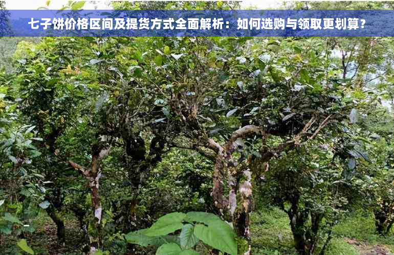 七子饼价格区间及提货方式全面解析：如何选购与领取更划算？