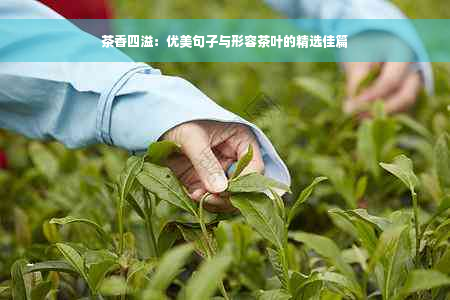 茶香四溢：优美句子与形容茶叶的精选佳篇