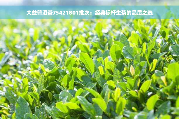 大益普洱茶75421801批次：经典标杆生茶的品质之选