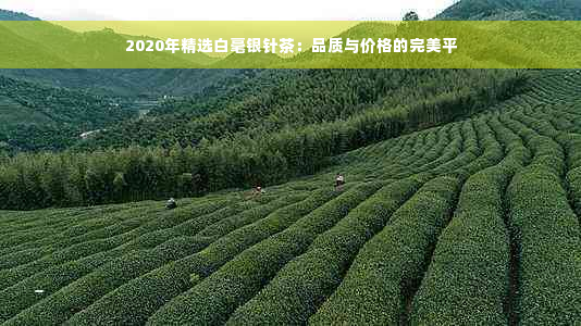 2020年精选白毫银针茶：品质与价格的完美平