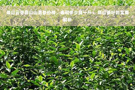 塔山云芽塔山山岚茶价格，表和多少钱一斤： 塔山茶叶的全面解析