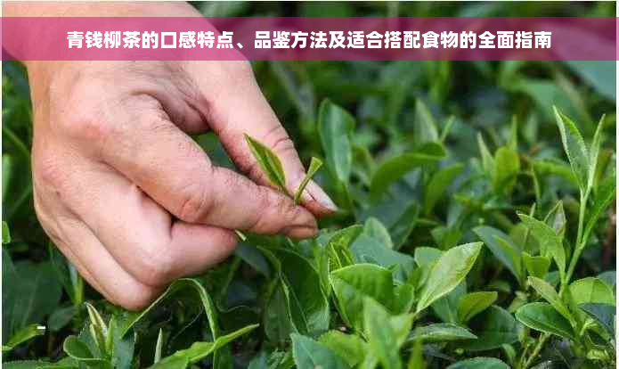 青钱柳茶的口感特点、品鉴方法及适合搭配食物的全面指南