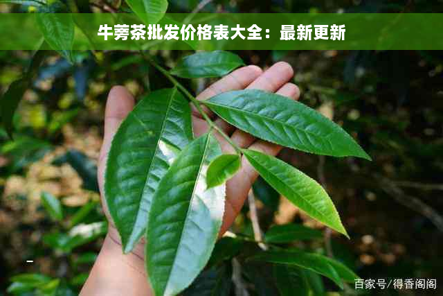 牛蒡茶批发价格表大全：最新更新