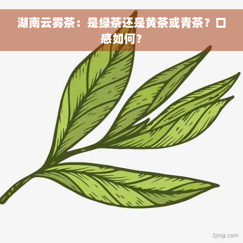 湖南云雾茶：是绿茶还是黄茶或青茶？口感如何？