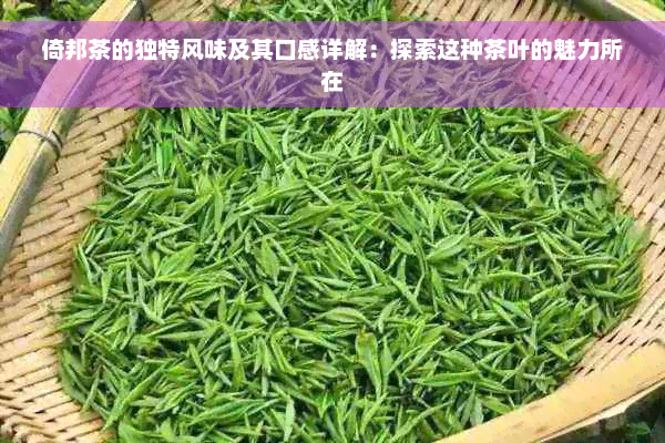 倚邦茶的独特风味及其口感详解：探索这种茶叶的魅力所在