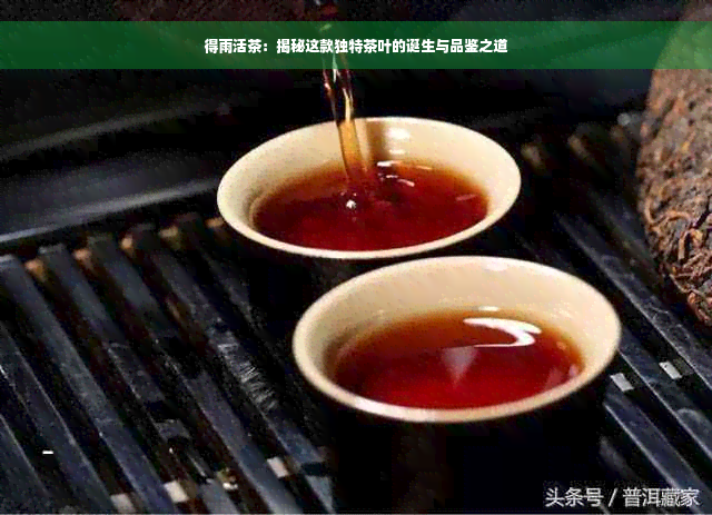 得雨活茶：揭秘这款独特茶叶的诞生与品鉴之道