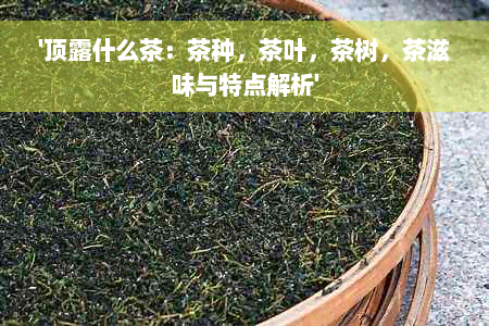 '顶露什么茶：茶种，茶叶，茶树，茶滋味与特点解析'