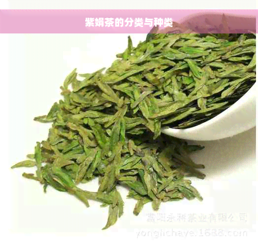 紫娟茶的分类与种类