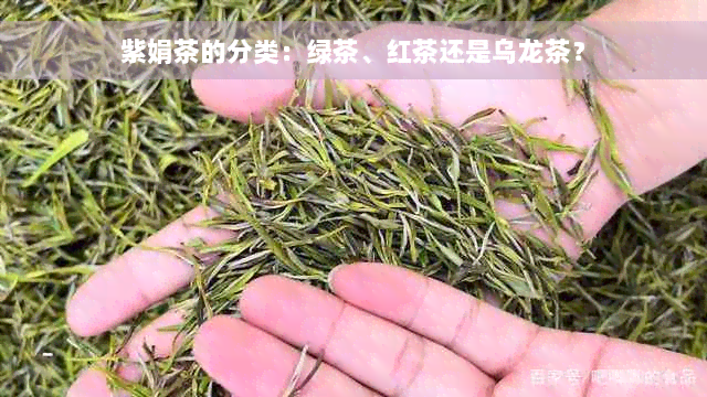 紫娟茶的分类：绿茶、红茶还是乌龙茶？