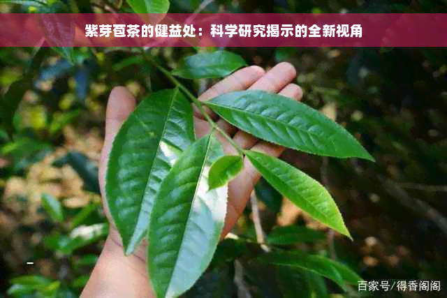 紫芽苞茶的健益处：科学研究揭示的全新视角