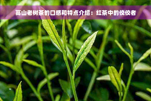 高山老树茶的口感和特点介绍：红茶中的佼佼者