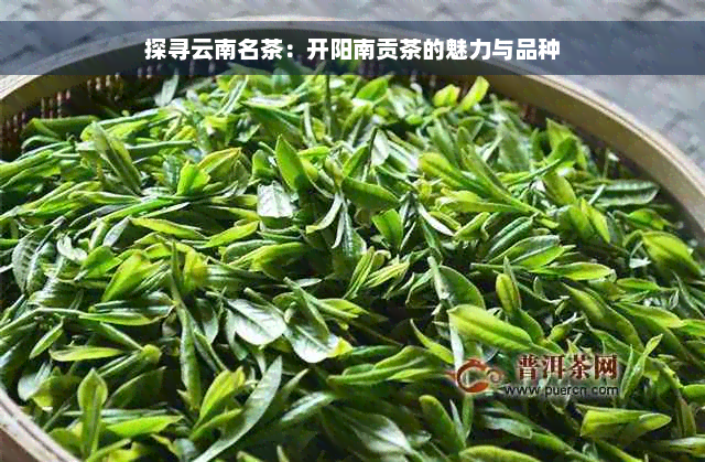 探寻云南名茶：开阳南贡茶的魅力与品种