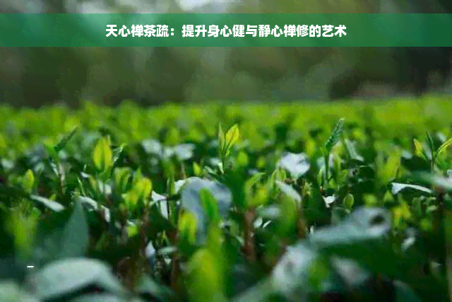 天心禅茶疏：提升身心健与静心禅修的艺术