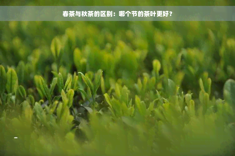 春茶与秋茶的区别：哪个节的茶叶更好？