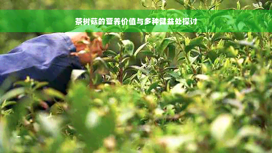 茶树菇的营养价值与多种健益处探讨