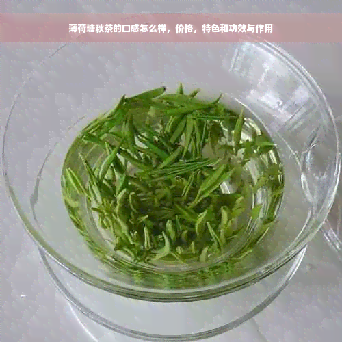 薄荷塘秋茶的口感怎么样，价格，特色和功效与作用