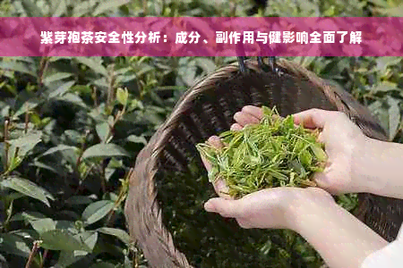 紫芽孢茶安全性分析：成分、副作用与健影响全面了解