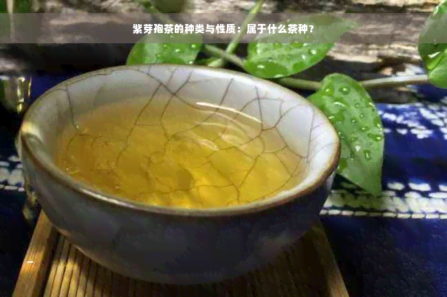 紫芽孢茶的种类与性质：属于什么茶种？