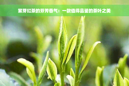 紫芽红茶的芬芳香气：一款值得品鉴的茶叶之美